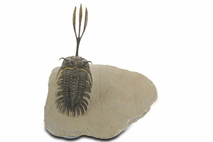 Spiny Trident Walliserops Trilobite - Foum Zguid, Morocco #353101